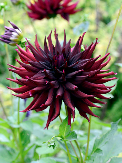 Deep burgundy cactus dahlia flower