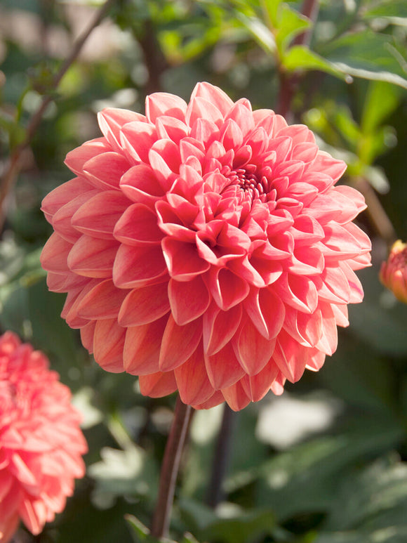 Vibrant mandarin-orange Dahlia ‘Blitzer’