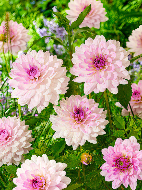 Large lilac-centred Dahlia ‘Blush Mirage’ bloom