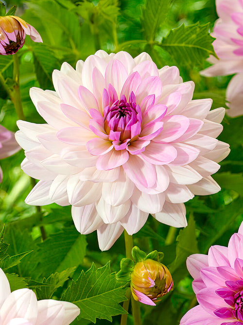 Cream and blush pink Dahlia ‘Blush Mirage’ flower