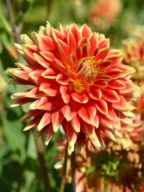 Dahlia Bodacious