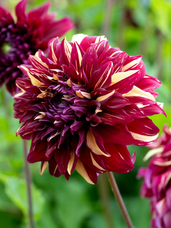 Dahlia ‘Bohemian Spartacus’ dinnerplate bloom