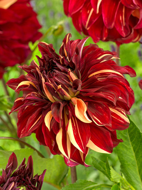 Large decorative dahlia close-up