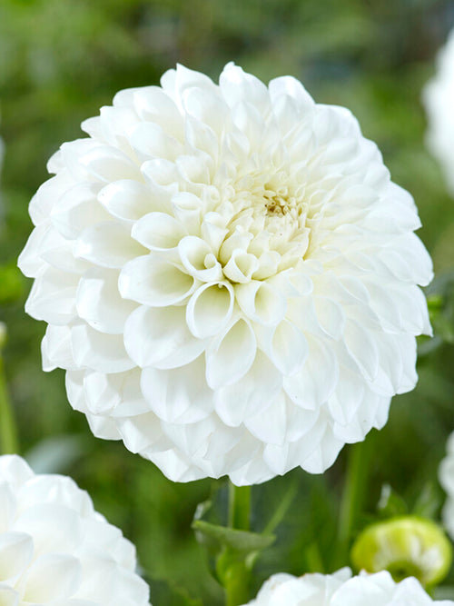 Dahlia Boom Boom White