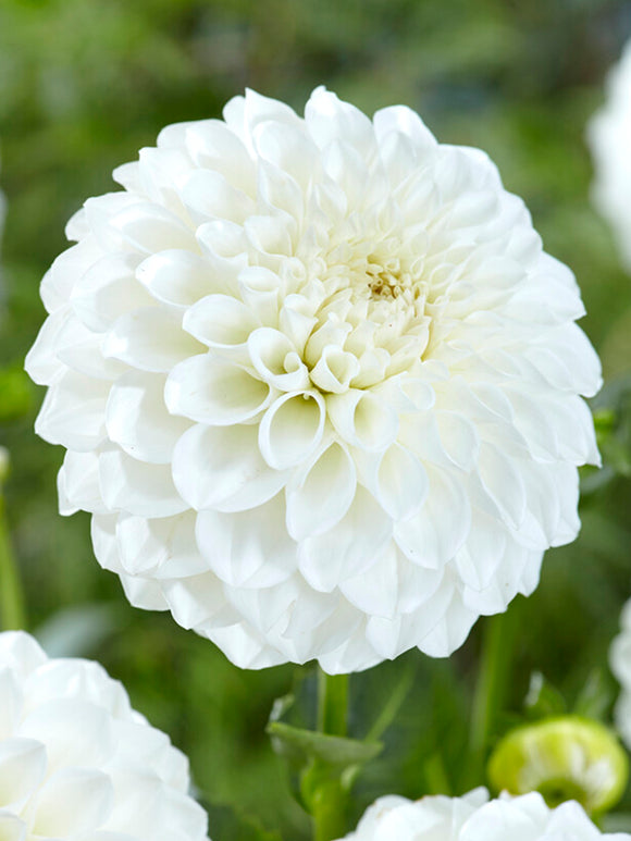Dahlia Boom Boom White