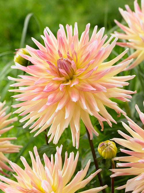 Dahlia ‘Cabana Banana’ soft yellow bloom