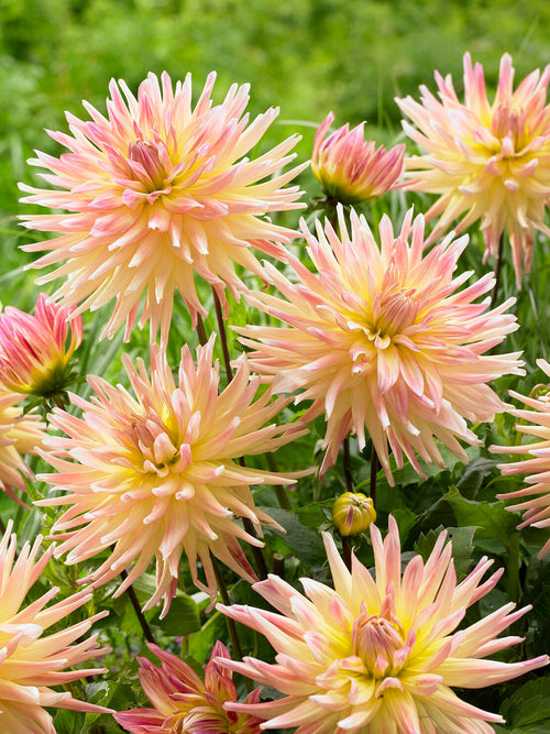 Peach and pink semi-cactus dahlia
