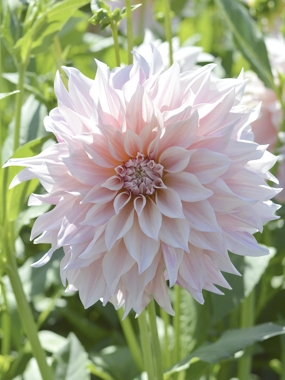 Dahlia Cafe au Lait