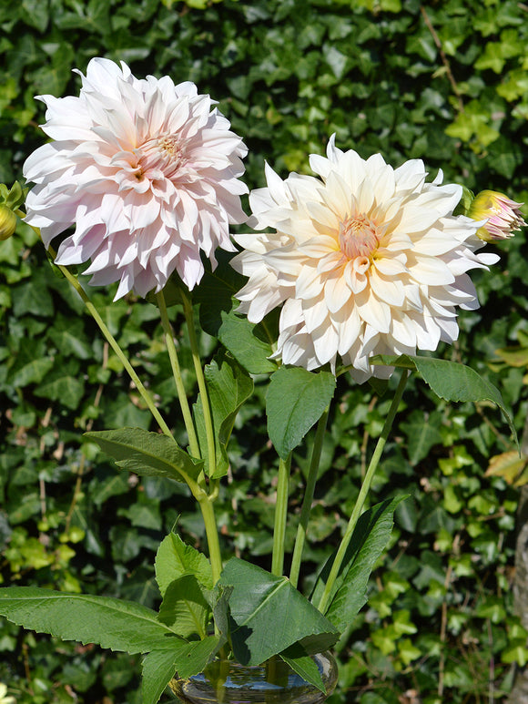 Dahlia Cafe au Lait