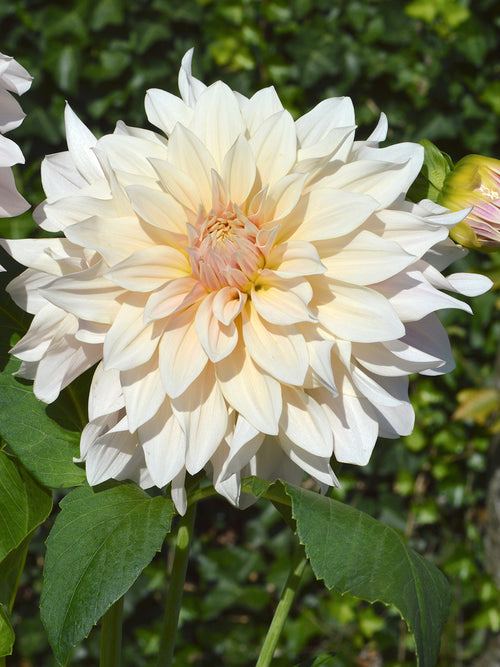Dahlia Cafe au Lait