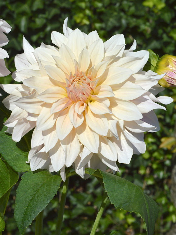 Dahlia Cafe au Lait
