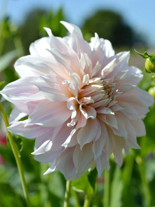 Dahlia Cafe au Lait