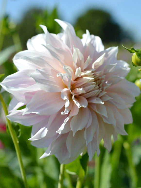 Dahlia Cafe au Lait