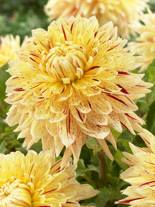 Dahlia Cambridge