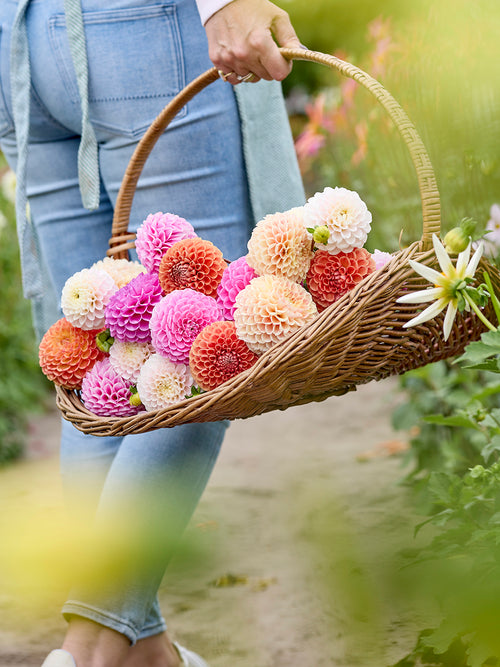 Mix of pink, peach, and orange ball dahlias in garden