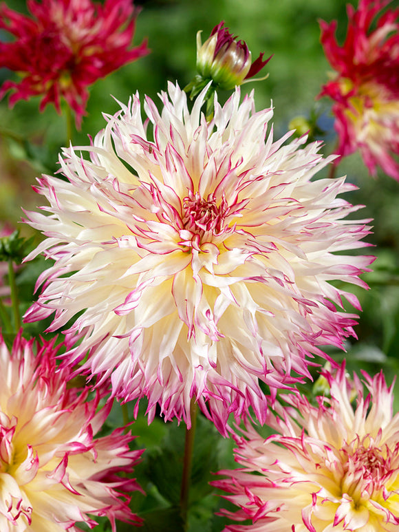 Dahlia ‘Caproz Josephine’ fringed bloom