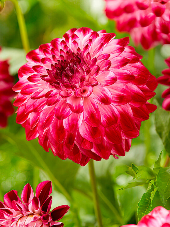 Dahlia Caproz Pizzazz