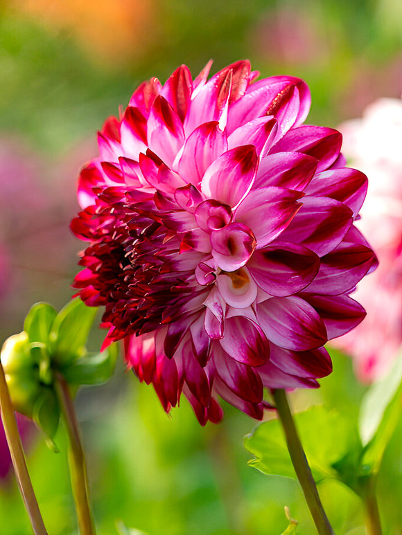 Dahlia ‘Caproz Pizzazz’ decorative bloom close-up