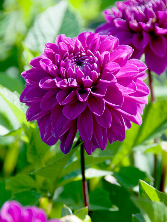 Large double magenta Dahlia ‘Cartouche’ flower head
