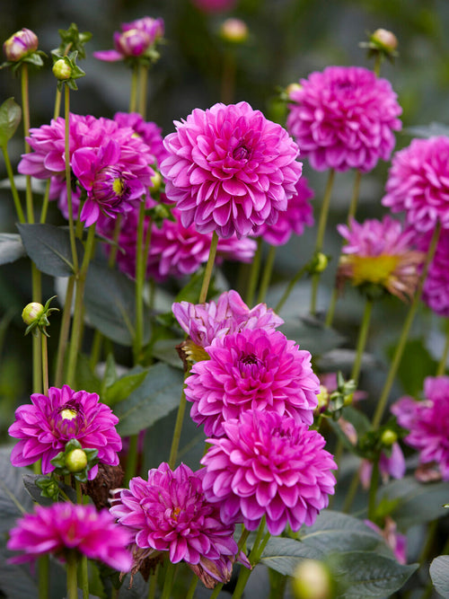 Dahlia Cartouche UK delivery