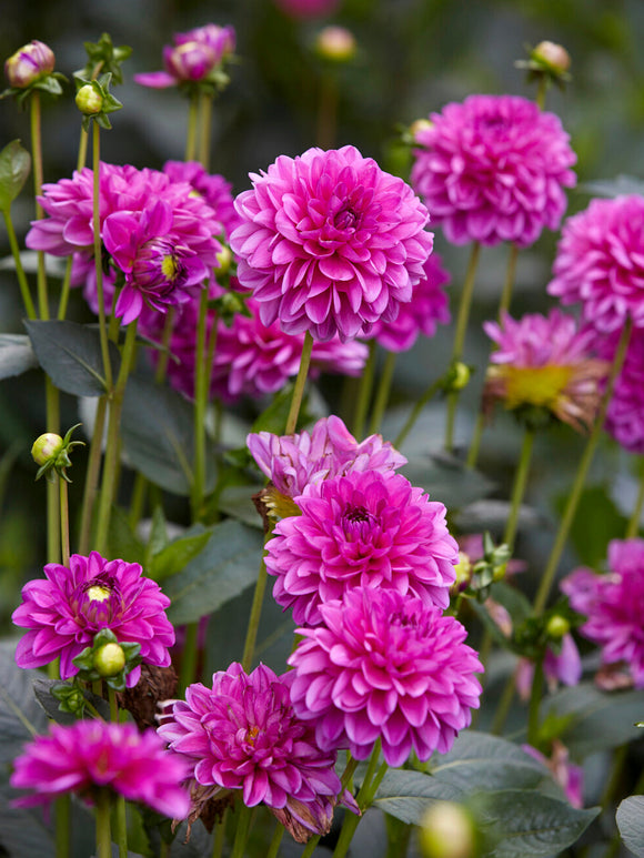 Dahlia Cartouche UK delivery