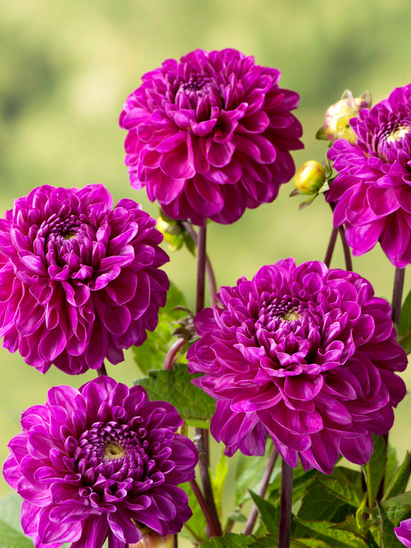 Bold magenta Dahlia ‘Cartouche’ flowers in bloom