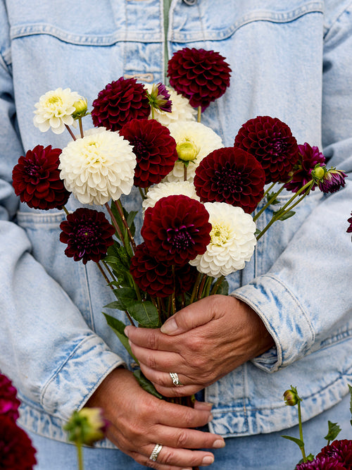 Dark purple and white ball dahlias in garden border