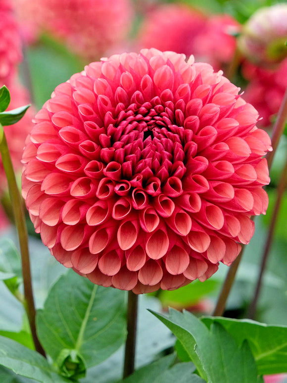 Burnt red and copper Dahlia ‘Copper Boy’ flower