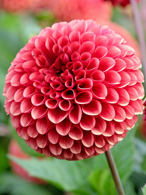 Fully double ball Dahlia ‘Copper Boy’ flower