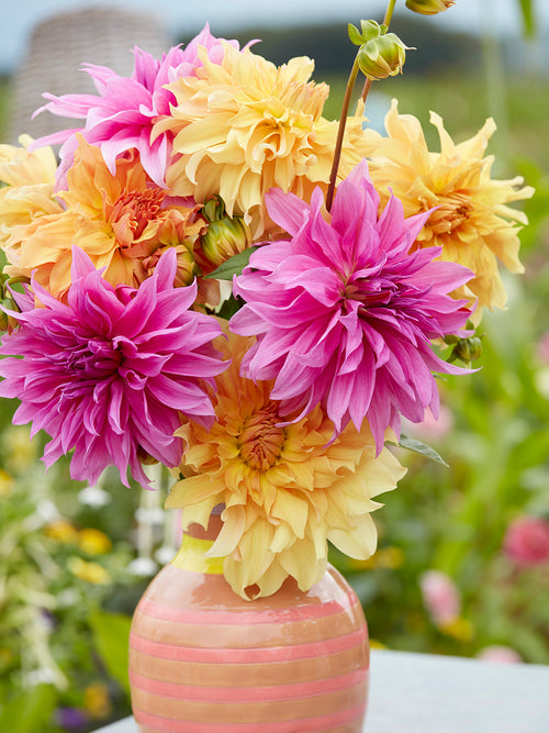 Dahlia Coral Crush Collection in bloom