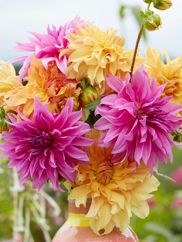 Close-up of Dahlia Coral Crush flower heads