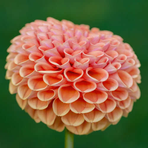 Dahlia Cornel Bronze