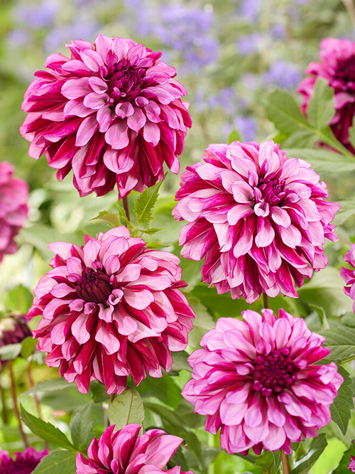 Dahlia Cranberry Classic