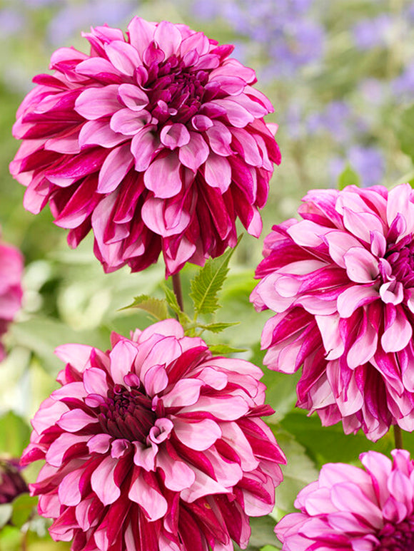Dahlia Cranberry Classic