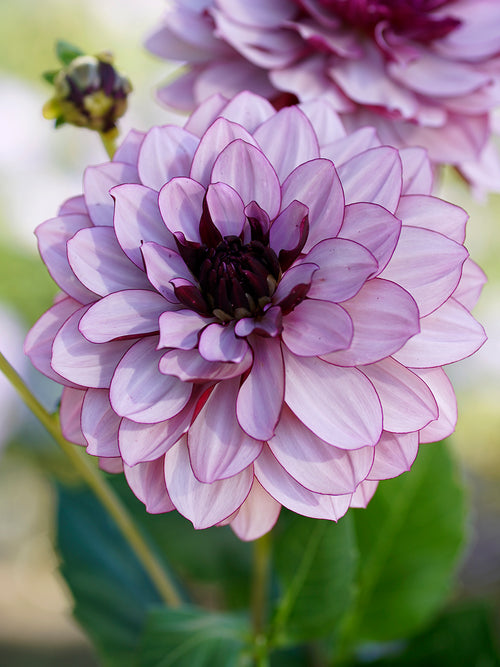Dahlia Creme de Cassis