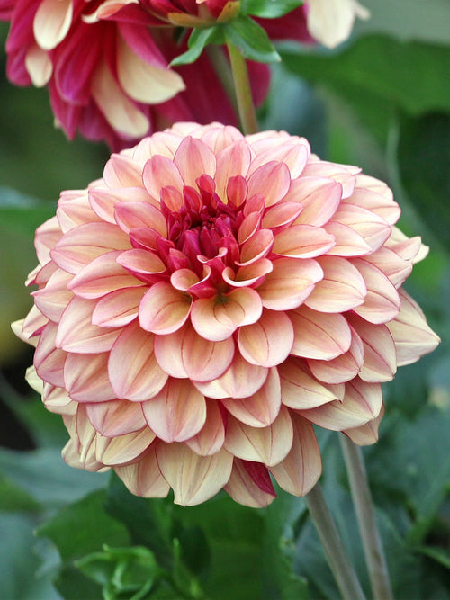 Dahlia Creme de Cognac