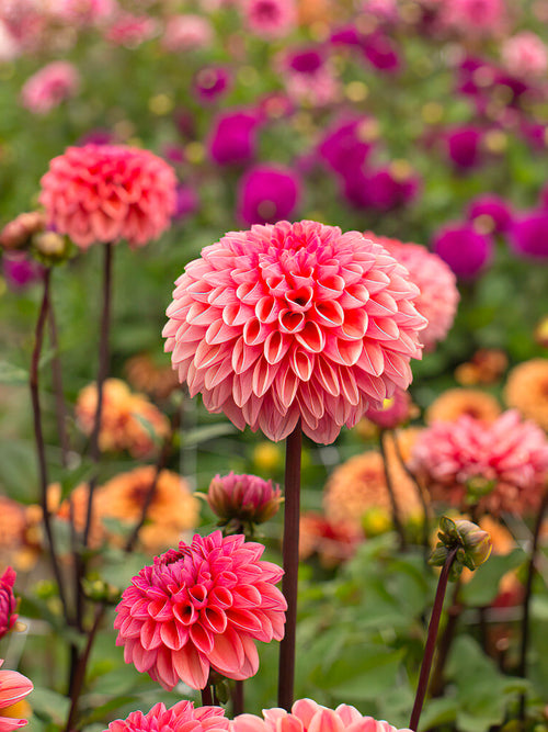 Fully double Dahlia ‘Daisy Duke’ flower