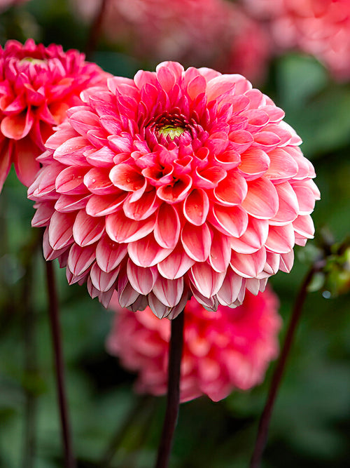 Rounded ball dahlia ‘Daisy Duke’ close-up