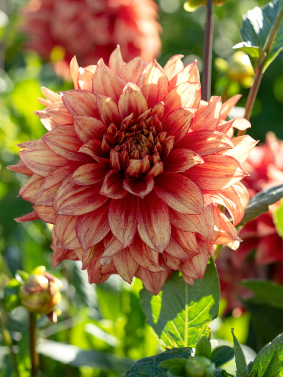 Dahlia ‘Dazzling Magic’ yellow red bloom
