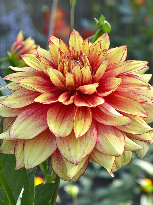 Orange and yellow layered dahlia petals