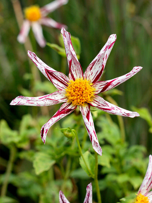 Dahlia ‘Destiny’s Teacher’ star bloom