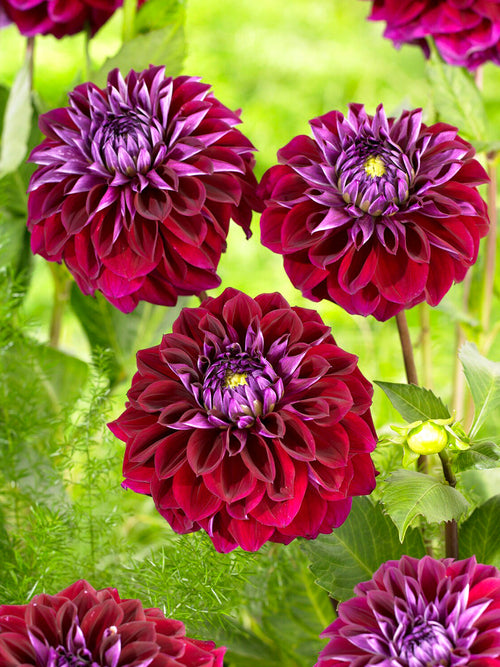 Dahlia ‘Diva’ deep wine red bloom