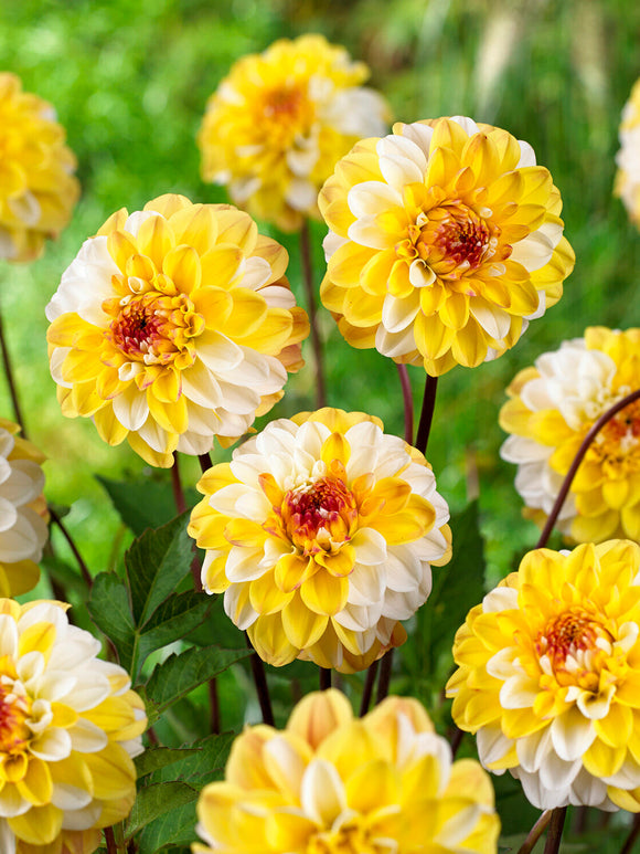 Cream and butter toned dahlia flower