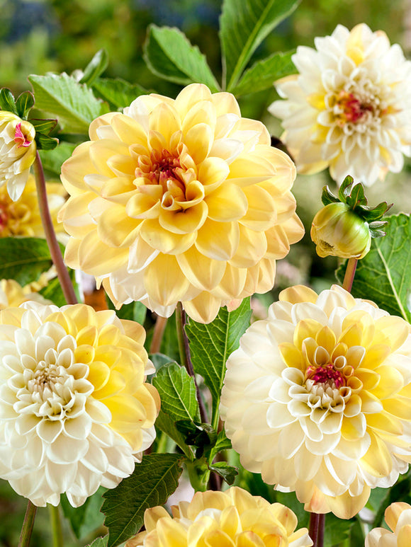 Dahlia ‘Double Jill’ close-up petals
