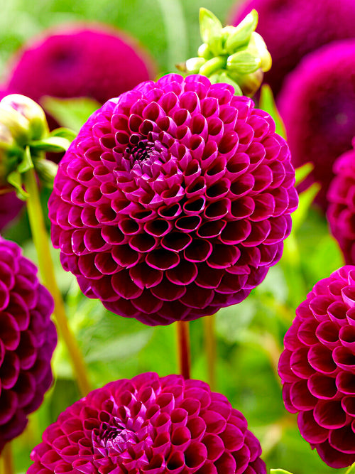 Deep claret miniature Dahlia ‘Downham Royal’