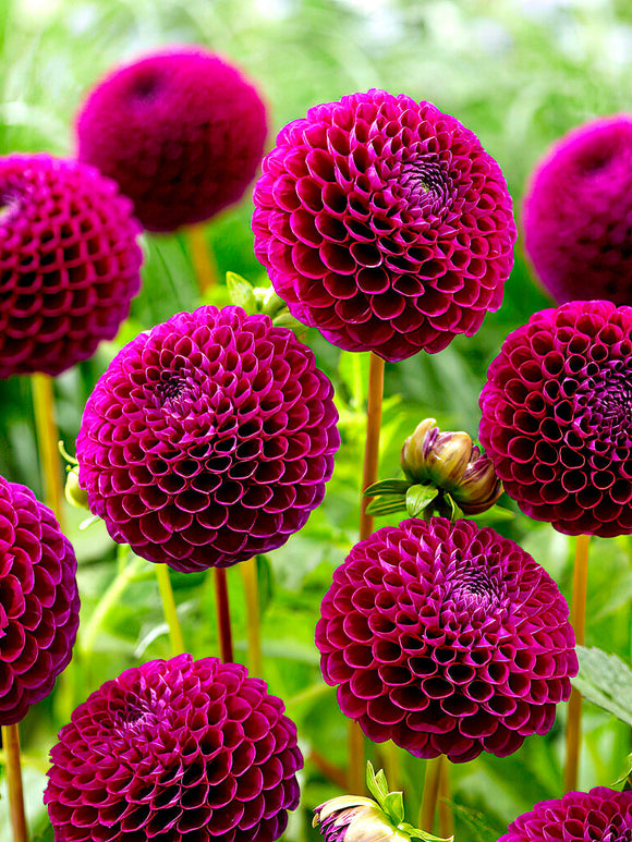 Miniature ball Dahlia ‘Downham Royal’ in garden