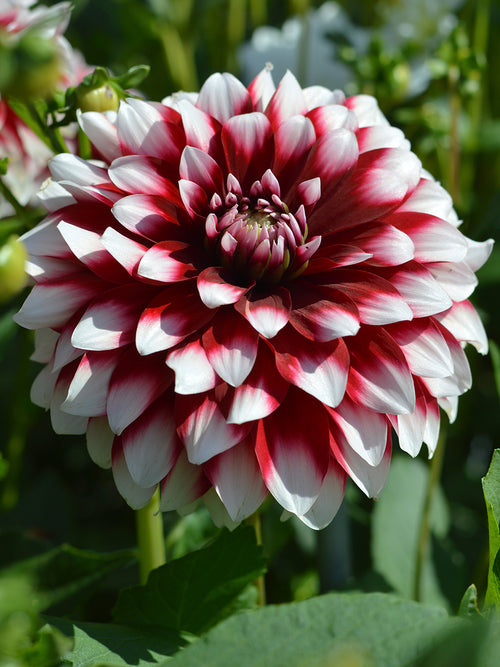 Buy Dahlia Duet Tubers