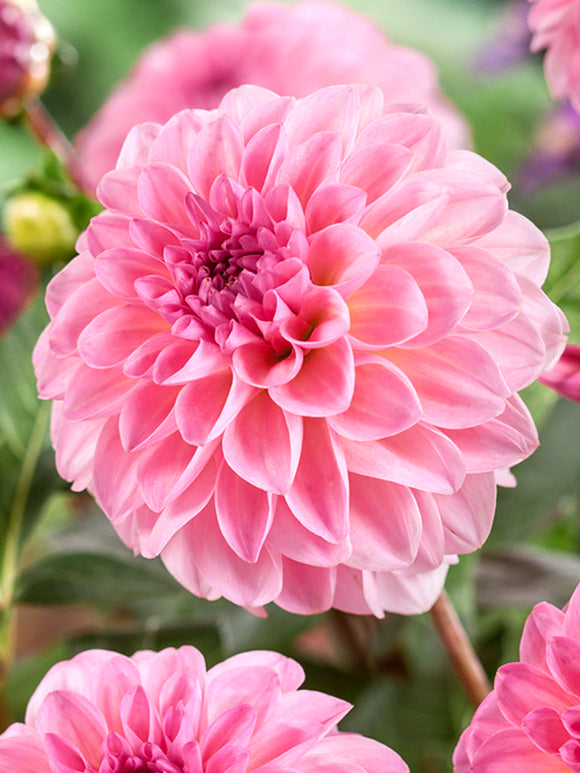 Dahlia Esli Tubers