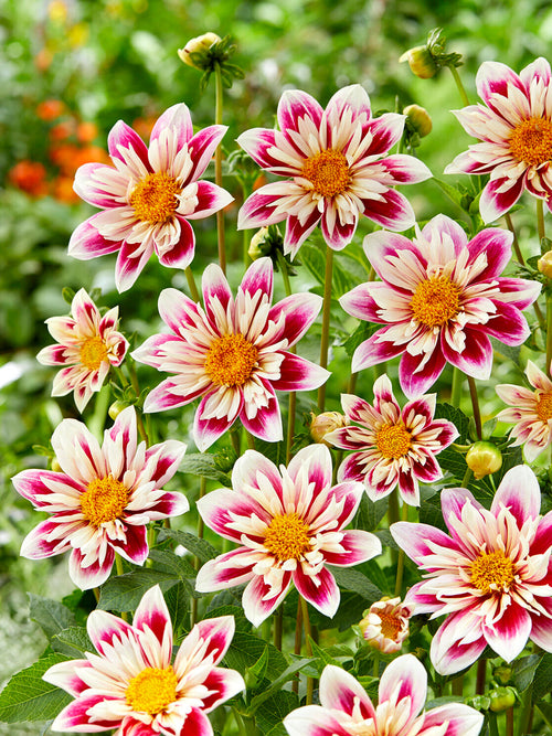 Collarette dahlia close-up centre detail