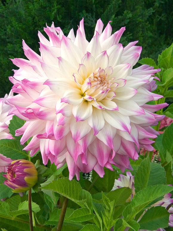 Buy Dahlia Ferncliff Illusion